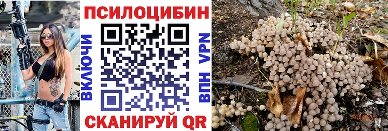 как найти   Сельцо  Галлюциногенные грибы Psilocybe 